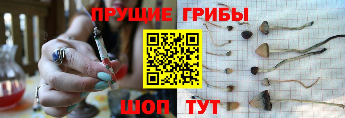 Псилоцибиновые грибы мицелий  как найти наркотики  Родники  Вход с VPN 